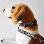 Personalized Dog Collar with Engraved Name and Number