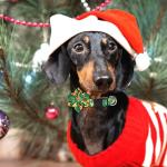 Christmas Themed Adjustable Dog Collars - 6 Pcs