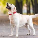 Reflective Dog Collar with Quick Release Buckle