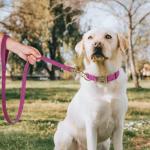 Personalized Soft PU Leather Dog Collar, Small Dogs