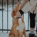 Reflective Personalized Dog Collar with Bells, Red