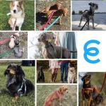 Baby Pink Heavy Duty Dog Leash for Large Dogs