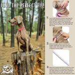 Reflective Waterproof Dog Collar with Custom Nameplate