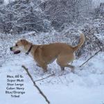 Waterproof Large Dog Collar - Aqua/Orange Tribal