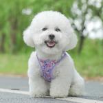 Flower Soft Mesh Dog Harness and Leash Set