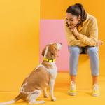 Waterproof Biothane Dog Collar - Easy Care, Lemon Yellow