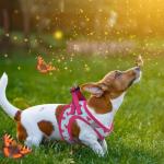 Valentines Dog Harness and Leash Set, Pink Heart