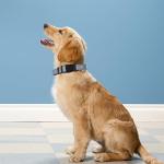 Reflective Adjustable Dog Collar for Medium Dogs