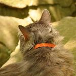 Reflective Safety Stretch Collar for Cats
