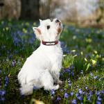 Reflective Personalized Dog Collar with Bells, Red