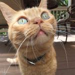 Reflective Safety Stretch Collar for Cats