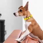 Waterproof Biothane Dog Collar - Easy Care, Lemon Yellow