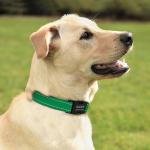 Custom Reflective Dog Collar with Engraved Buckle