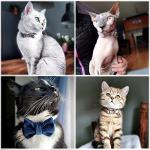 Personalized Cat Collar with Engraved Name and Phone Number