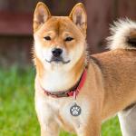 Personalized NFC & QR Code Smart Pet ID Tag