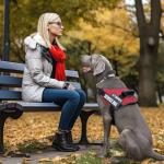 Personalized Reflective Service Dog Vest with Patches
