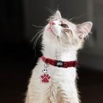Personalized Breakaway Cat Collar with ID Tag