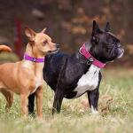 2 Pack Reflective Neoprene Dog Collars for Small Dogs