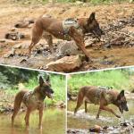 Heavy Duty No-Pull Dog Harness with Handle