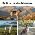 Personalized Reflective Dog Collar with ID Tag