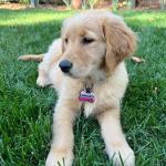 Personalized Soundless Silicone Dog Tag - Pink