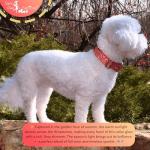 Personalized Orange Rhinestone Dog Collar and Leash