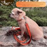 Personalized Orange Rhinestone Dog Collar and Leash