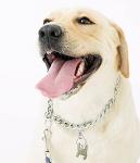 Penta Angel Dog Tag Clips with Key Rings - 4 Pack