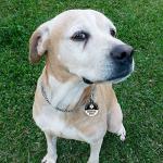 MYLUCKYTAG QR Code Service Animal ID Tag