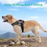 Custom Adjustable No-Pull Dog Harness with Name