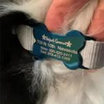 Silent Slide - On Pet ID Tag - No Jingle Custom Engraved Personalized ID Tag for Dog & Cat Collars/Harnesses - Stainless Steel Dog Cat Pet Name Tag