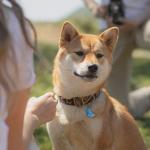 Personalized Stainless Steel Pet ID Tags, Gold Moon