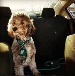 Black Quiet Spot Pet Tag Silencer