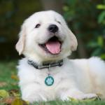 Personalized QR Code Pet ID Tag for Dogs and Cats