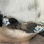 Silent Slide - On Pet ID Tag - No Jingle Custom Engraved Personalized ID Tag for Dog & Cat Collars/Harnesses - Stainless Steel Dog Cat Pet Name Tag