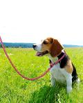 TagME 6 FT Heavy Duty Slip Lead for Dogs