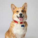 15PCS Pet Collar Clips and ID Tag Clips