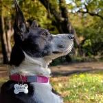 Personalized Stainless Steel Dog Name Tag - Heart