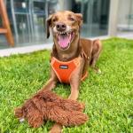 Voyager Adjustable Mesh Dog Harness - Orange