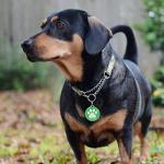 Personalized NFC & QR Code Pet ID Tag