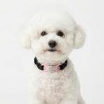 Personalized Silent Pet ID Tag for Dogs & Cats