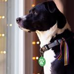 Personalized NFC & QR Code Pet ID Tag