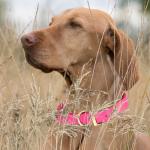 Heavy Duty Waterproof Dog Collar in Passionfruit Pink