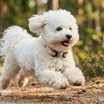 Personalized Silent Pet ID Tag for Dogs & Cats