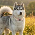 Personalized Silent Pet ID Tag for Dogs & Cats