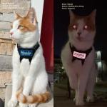 Personalized Reflective Name Patch for Pets or People