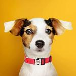 Personalized Reflective Dog Collar and Leash Set