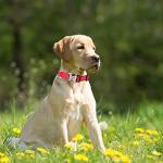 Personalized Reflective Dog Collar and Leash Set