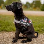 Personalized Reflective No-Pull Dog Harness - Orange