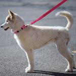 Custom Reflective Dog Leash with Name or Number